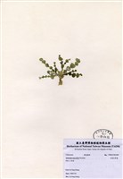 藏品(大葉仙掌藻)的圖片